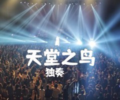 天堂之鸟吉他谱_独奏_原版指弹吉他简谱