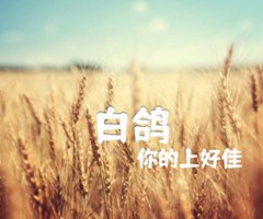 白鸽吉他谱_你的上好佳_原版弹唱吉他简谱